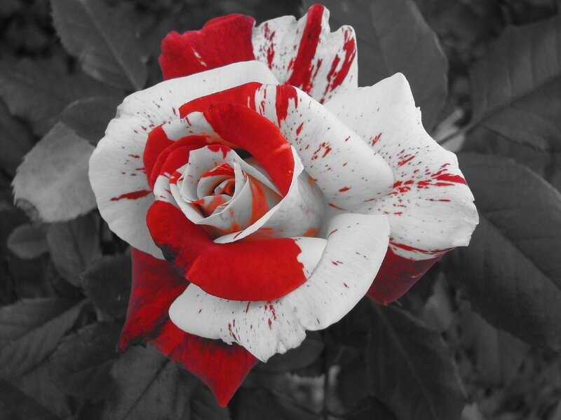 Red and White Rose — Dramatic, Photograph, Flower