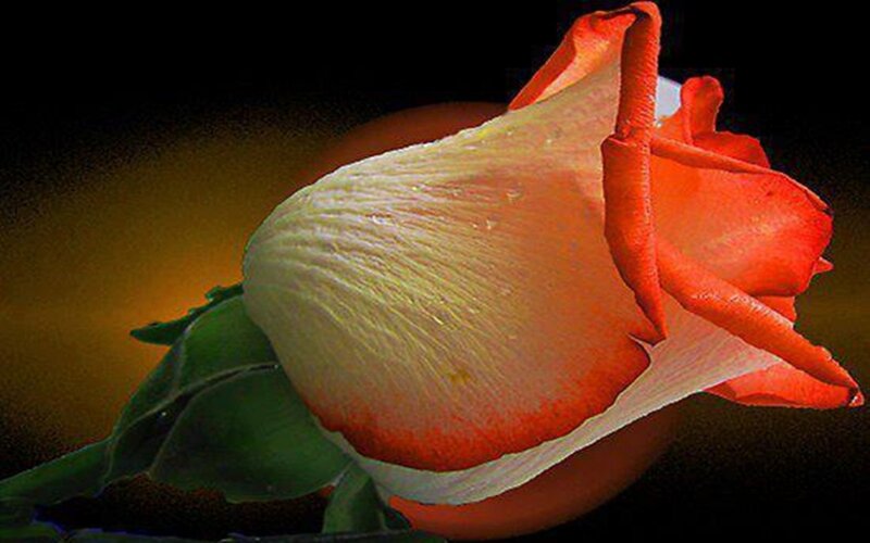 Red and White Rose — Dramatic, Photograph, Green Leaves, Petals