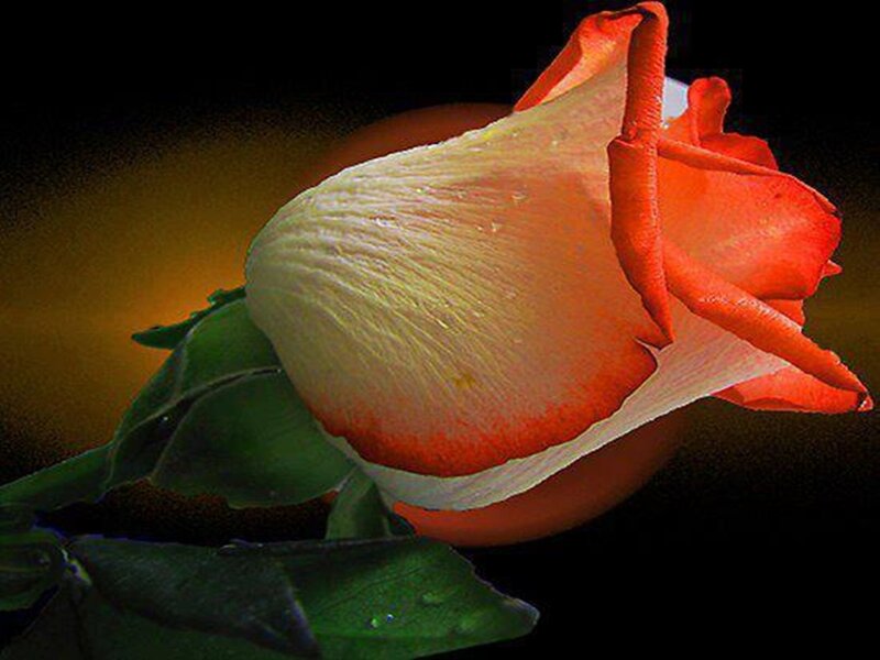 Red and White Rose — Dramatic, Photograph, Green Leaves
