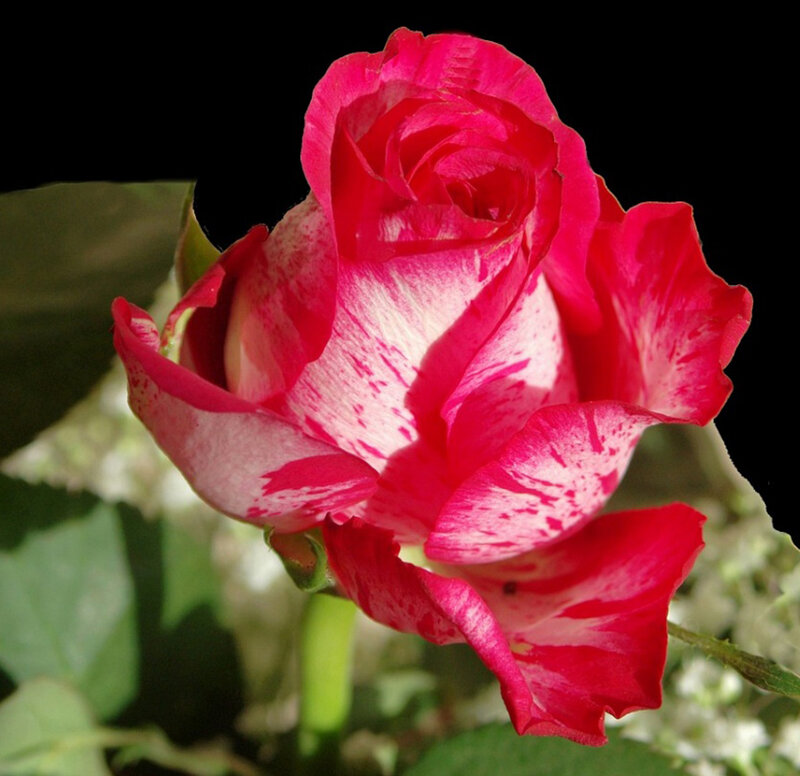 Red and White Rose — Dramatic, Photograph, Leaf, Bud