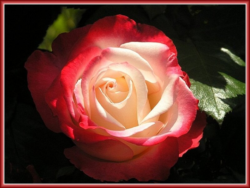 Red and White Rose — Dramatic, Photograph, Leaf