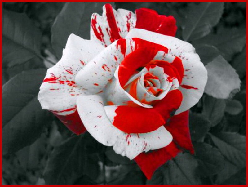 Red and White Rose — Dramatic, Photograph, Leaves