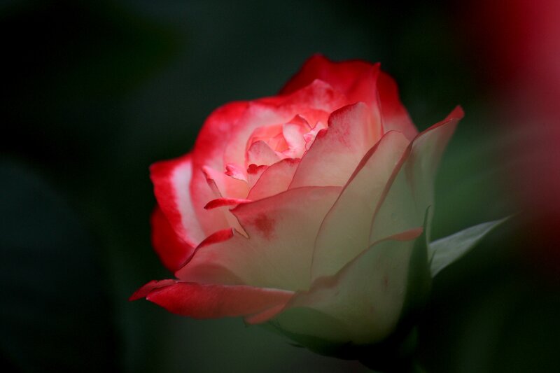 Red and White Rose — Dramatic, Photograph, Petals, Bud