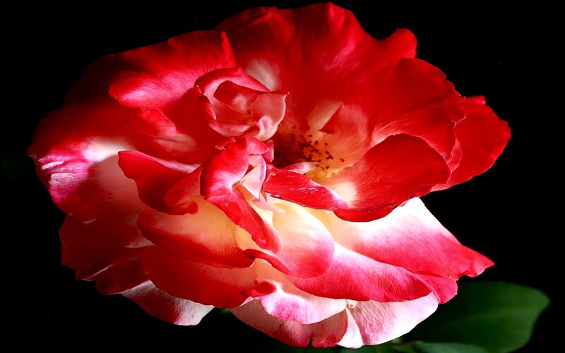 Red and White Rose — Dramatic, Photograph, Petals, Center