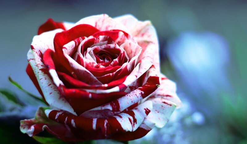 Red and White Rose — Dramatic, Photograph, Petals, Green Leaves