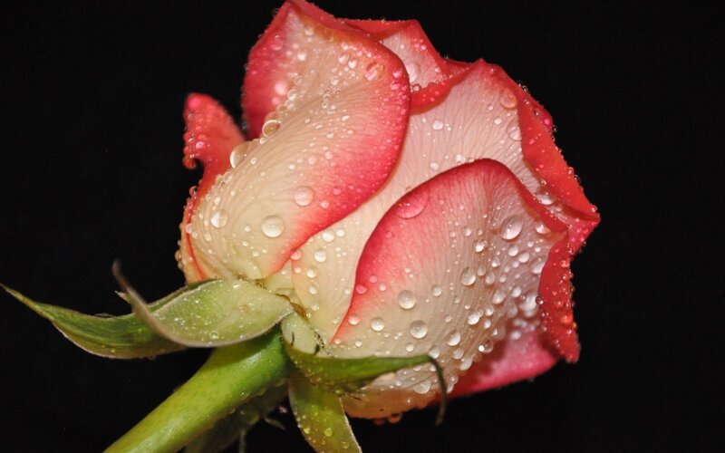 Red and White Rose — Dramatic, Photograph, Petals, Stem, Drops