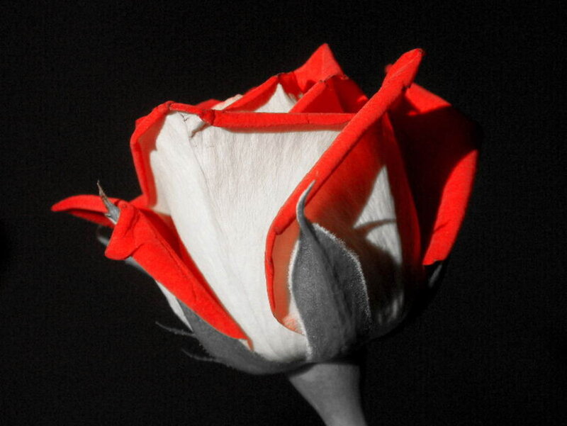 Red and White Rose — Dramatic, Photograph, Petals, Stem