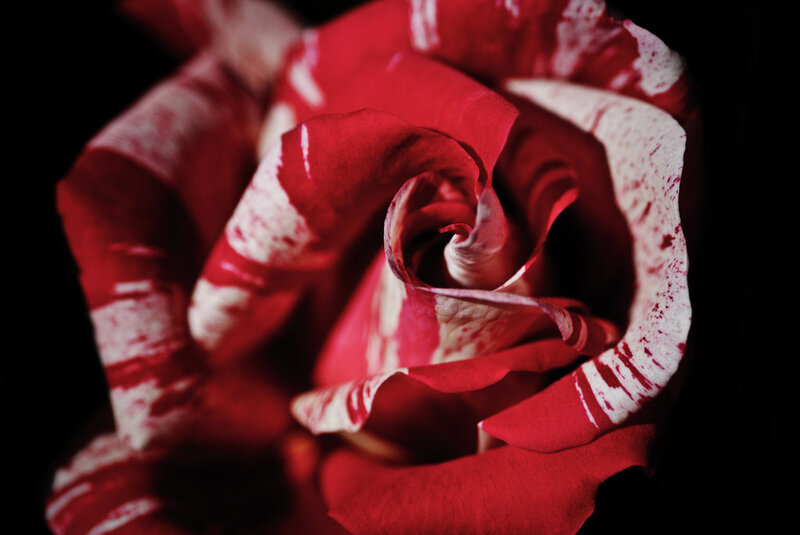 Red and White Rose — Dramatic, Photograph, Petals