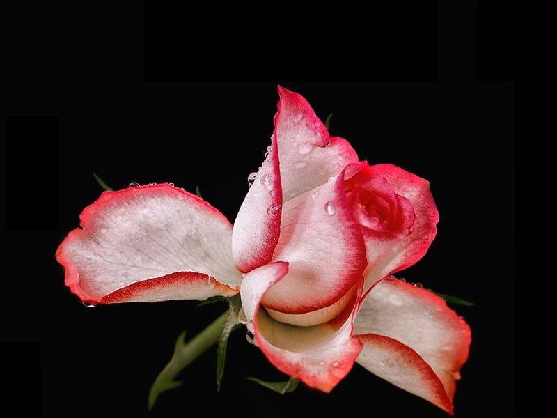Red and White Rose — Dramatic, Photograph, Petals, Water Droplets