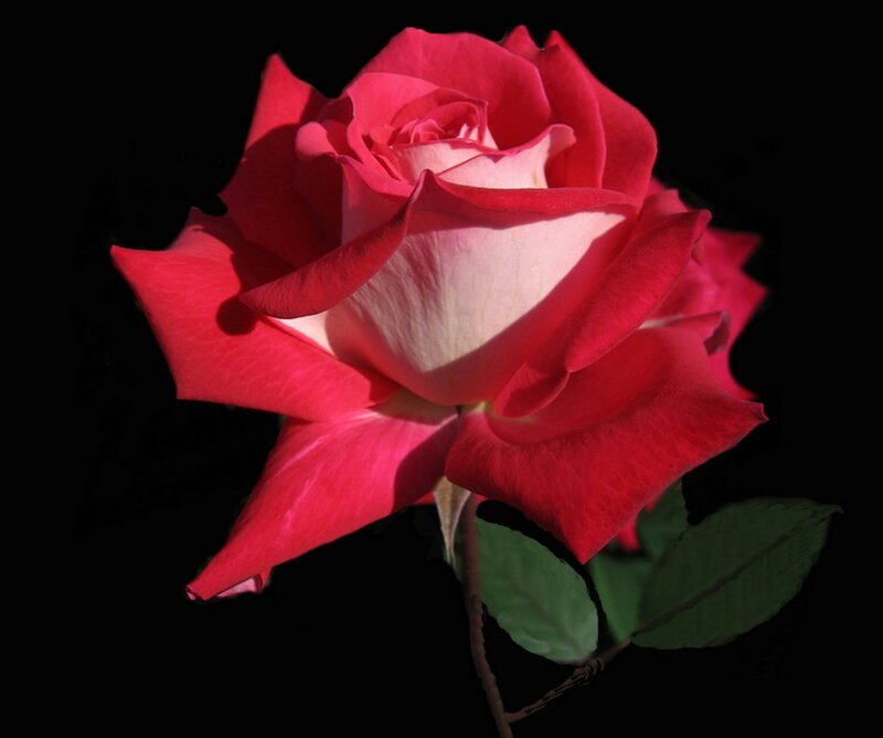 Red and White Rose — Dramatic, Photograph, Stem, Leaves