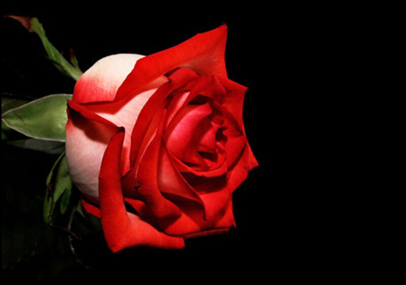 Red and White Rose — Dramatic, Photograph, Stem