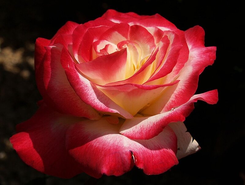 Red and White Rose — Dramatic, Photograph
