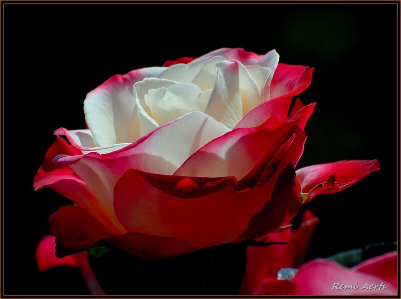 Red and White Rose — Dramatic