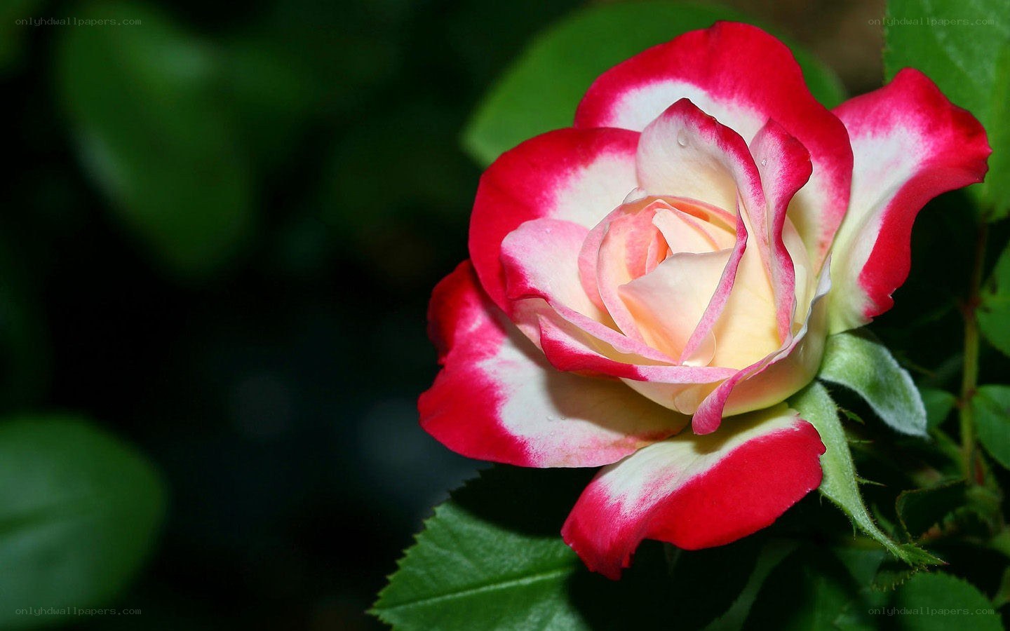 red and white rose flower