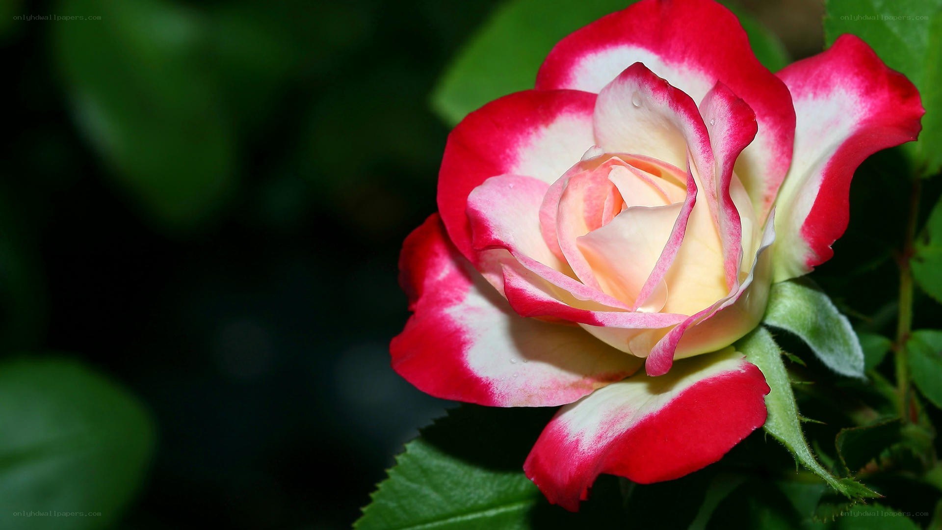 red and white rose flower