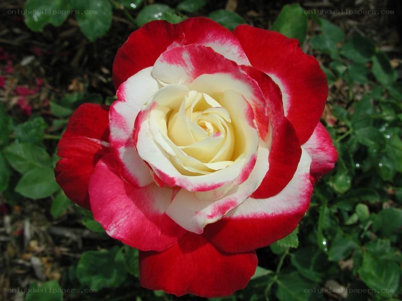 red and white rose flower