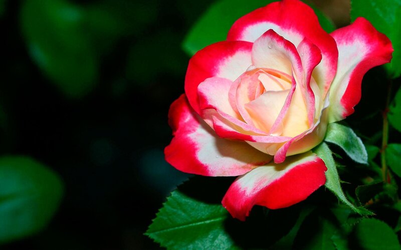 Red and white rose flower
