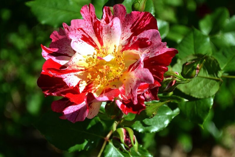 Red and White Rose Flower — Serene
