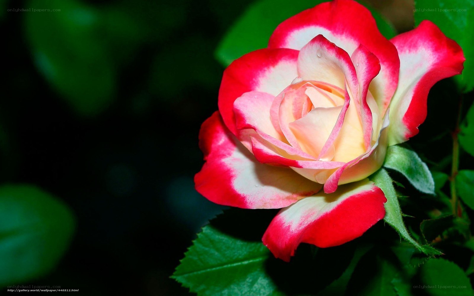 Red and white rose flower