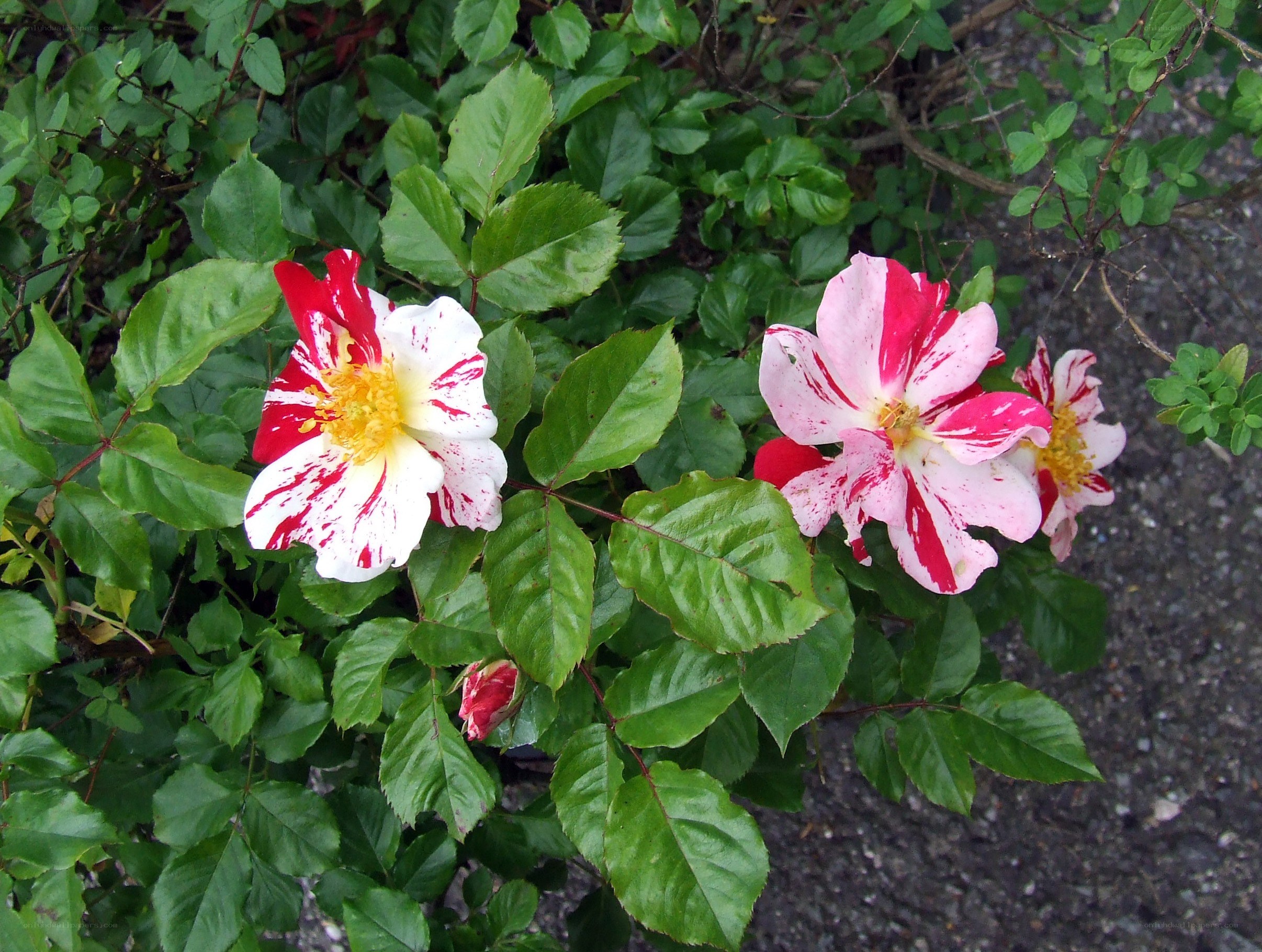 red and white rose flowers