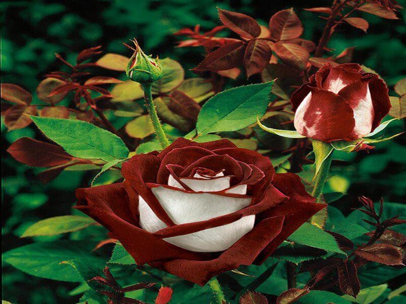 Red and White Rose — Green