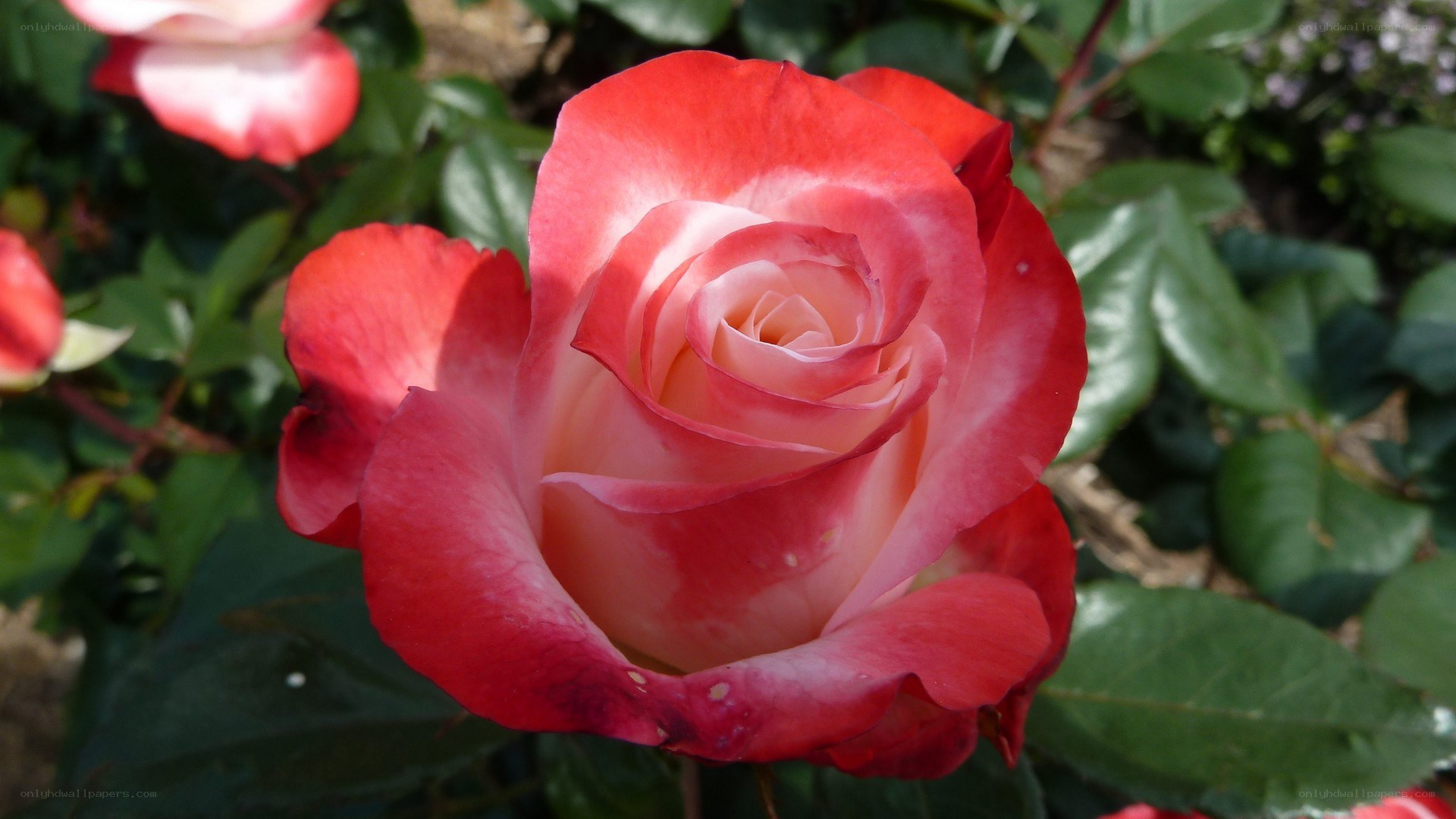 red and white rose in bloom