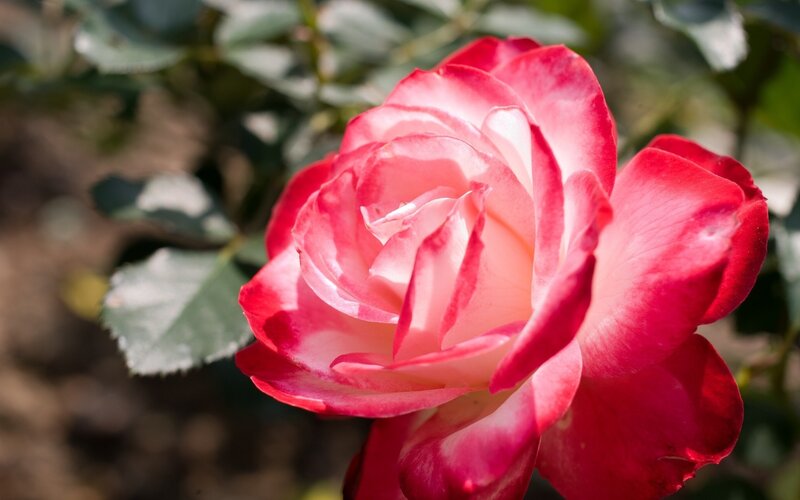 Red and white rose in bloom