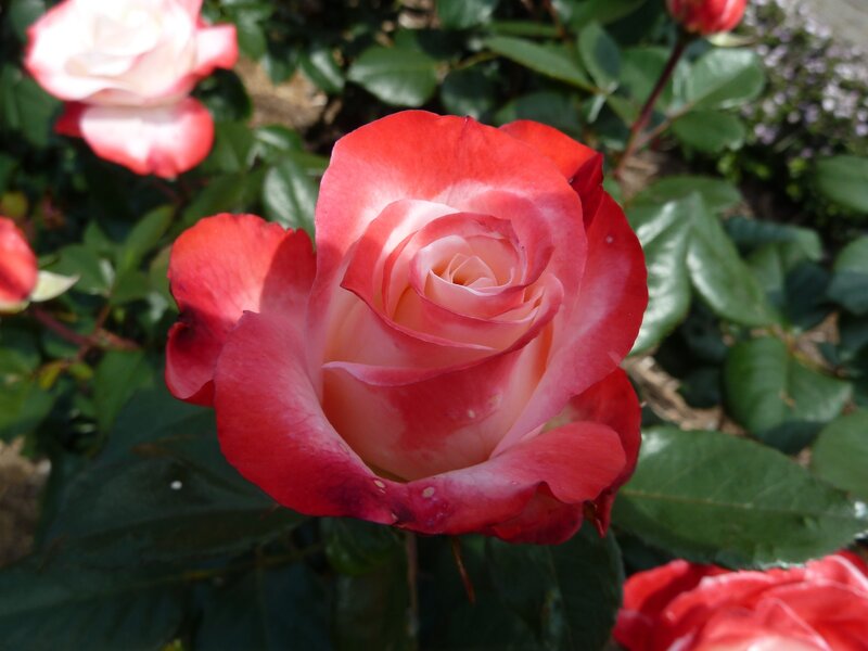 Red and white rose in bloom