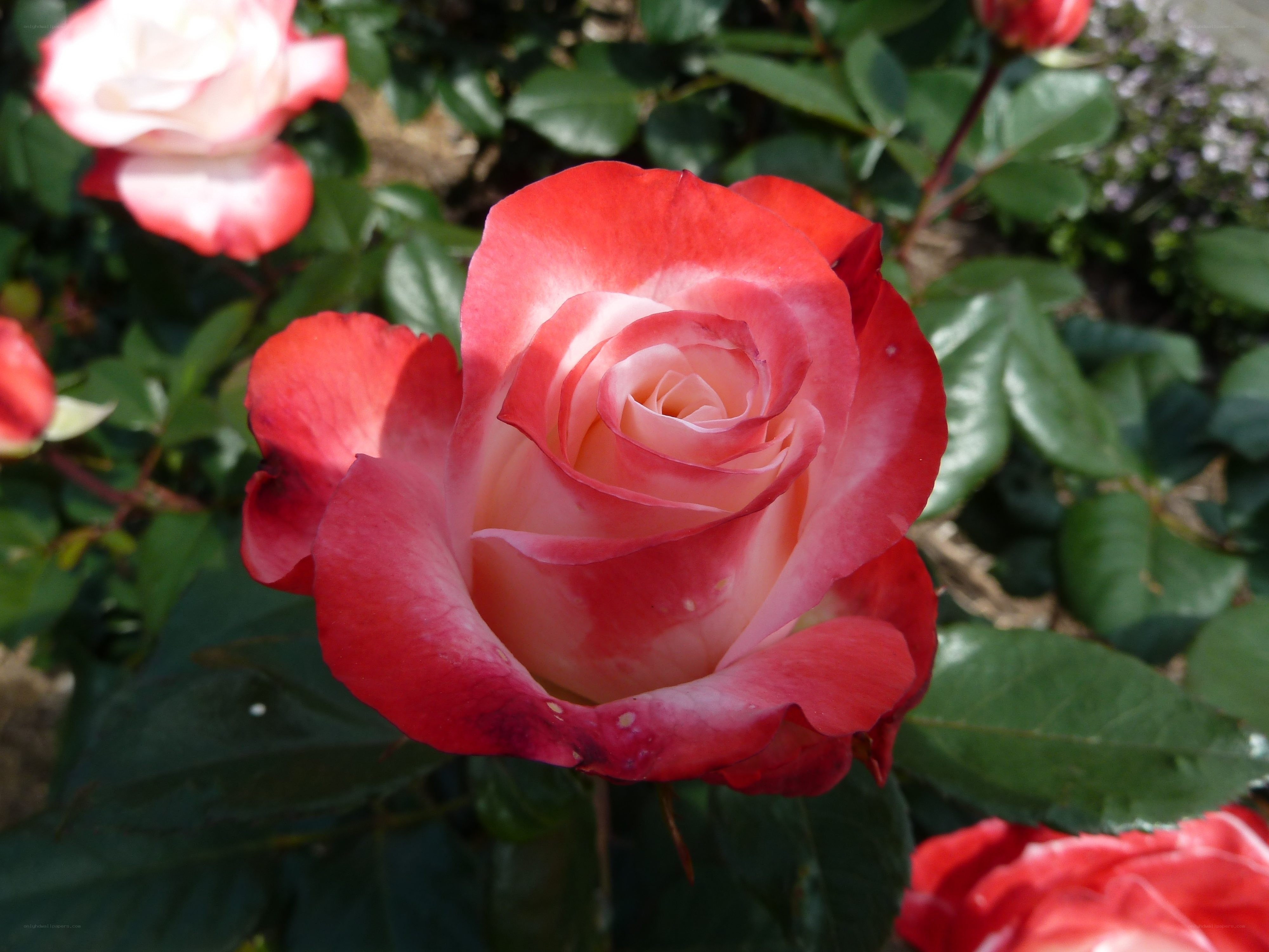 Red and white rose in bloom