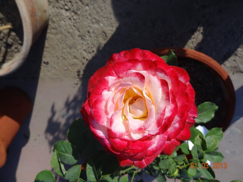 Red and white rose in pot