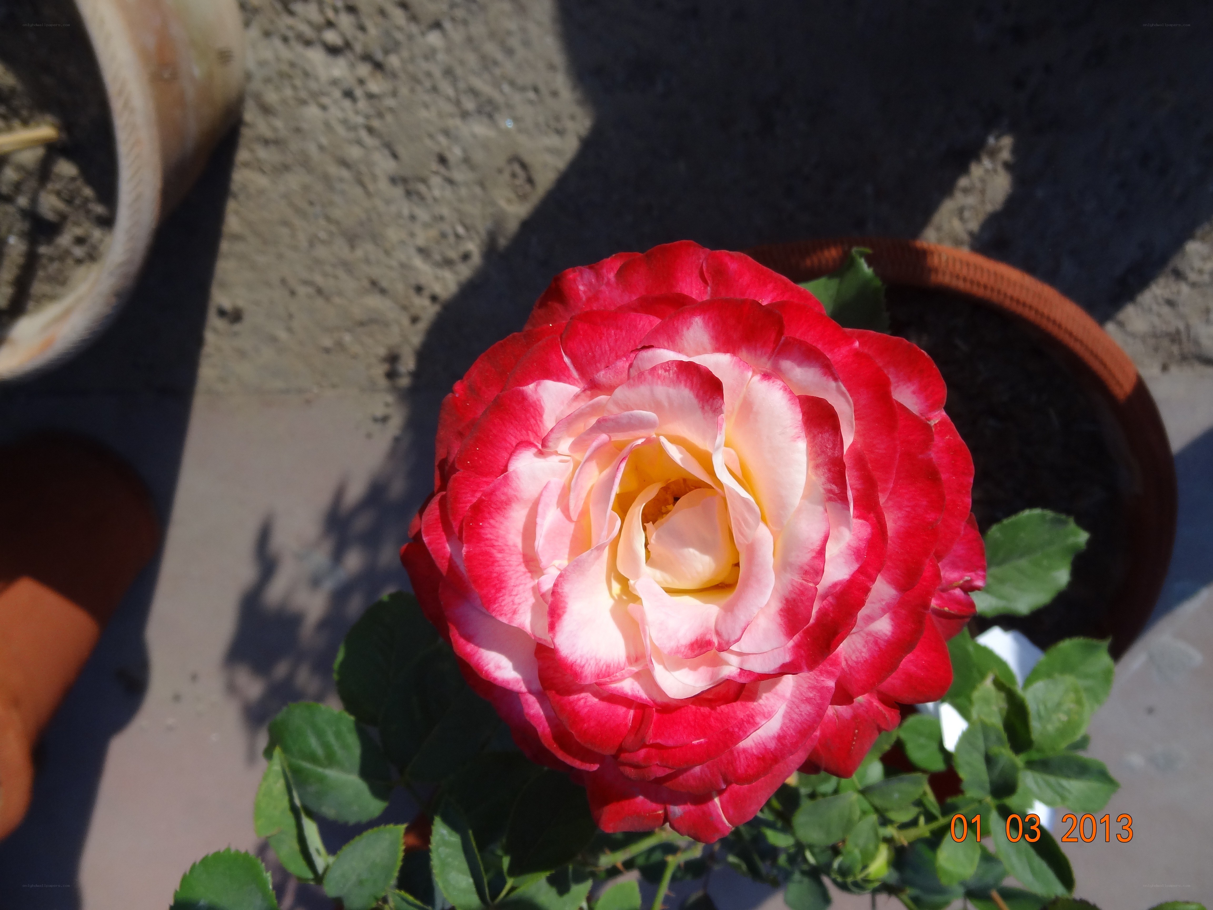 Red and white rose in pot