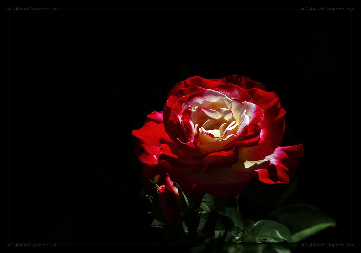 Red and white rose in spotlight