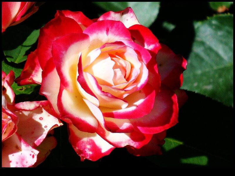 Red and white rose in sunlight
