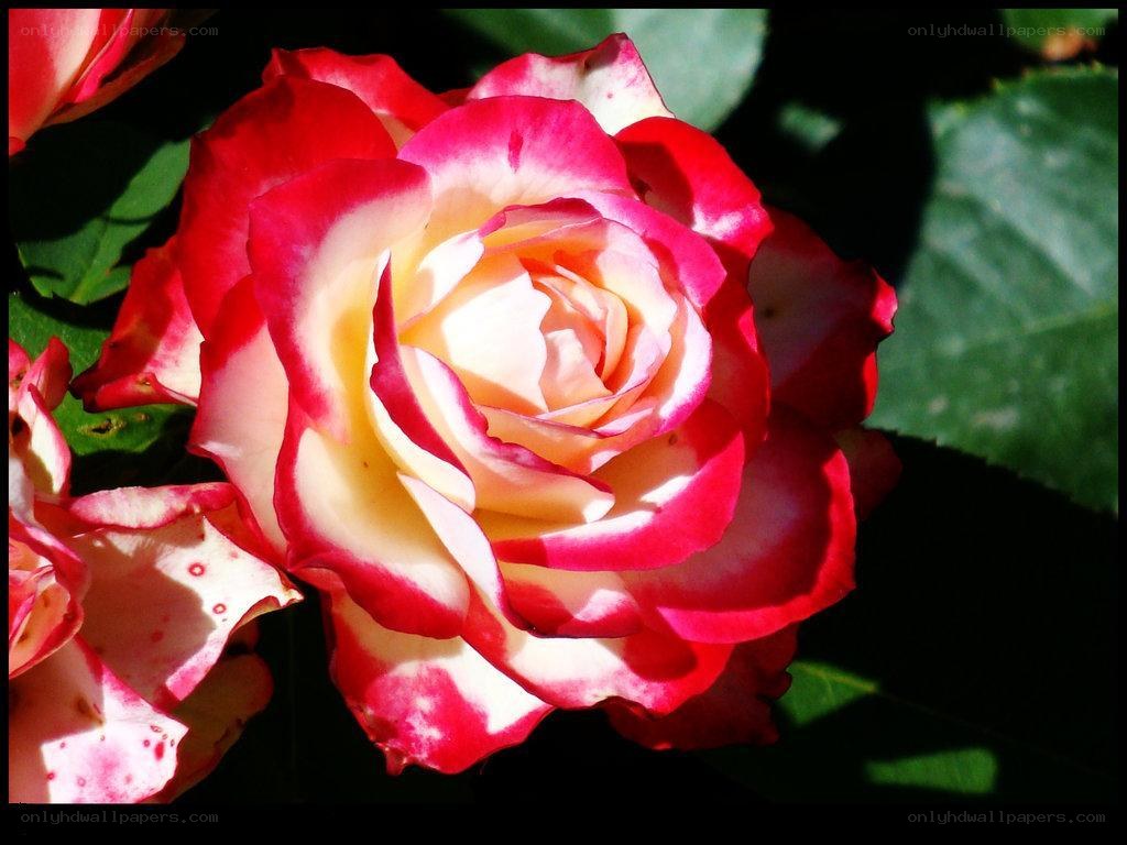 Red and white rose in sunlight