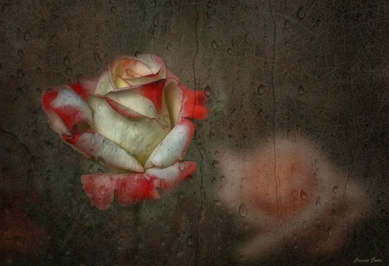 Red and White Rose — Melancholic