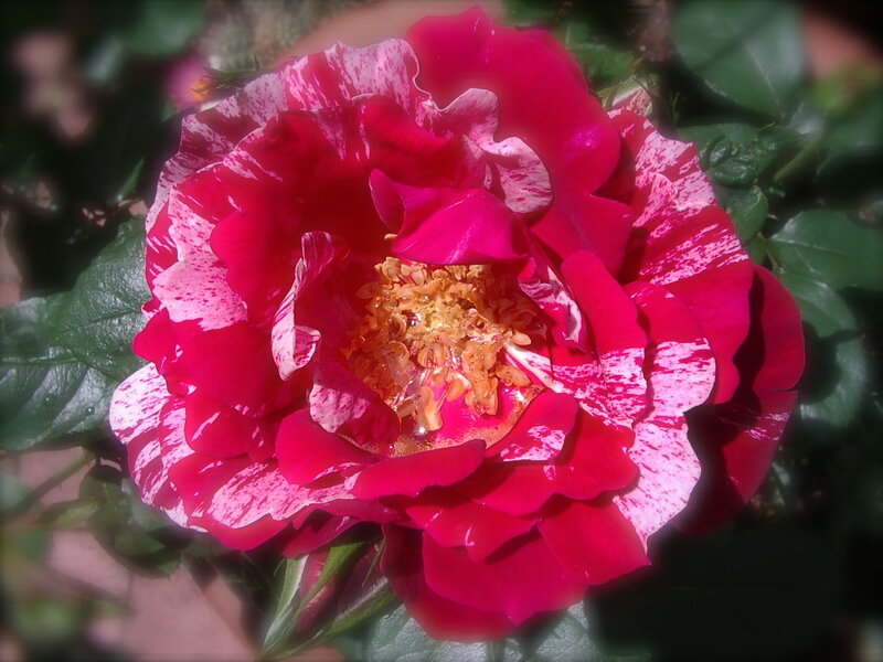 Red and White Rose — Natural, Afternoon