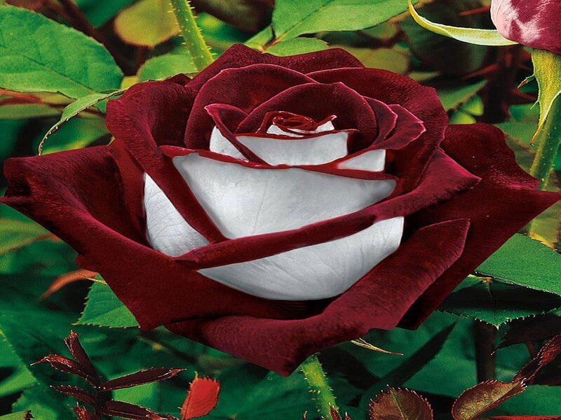 Red and White Rose — Natural, Photograph
