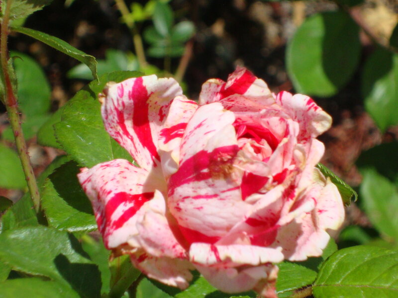 Red and White Rose — Natural
