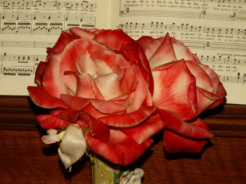 Red and white rose on sheet music