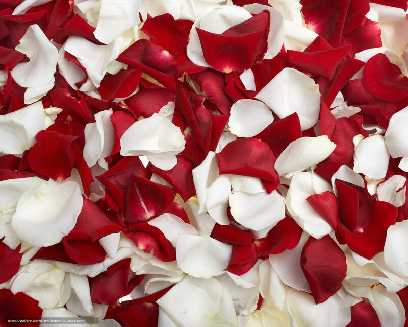 red and white rose petals