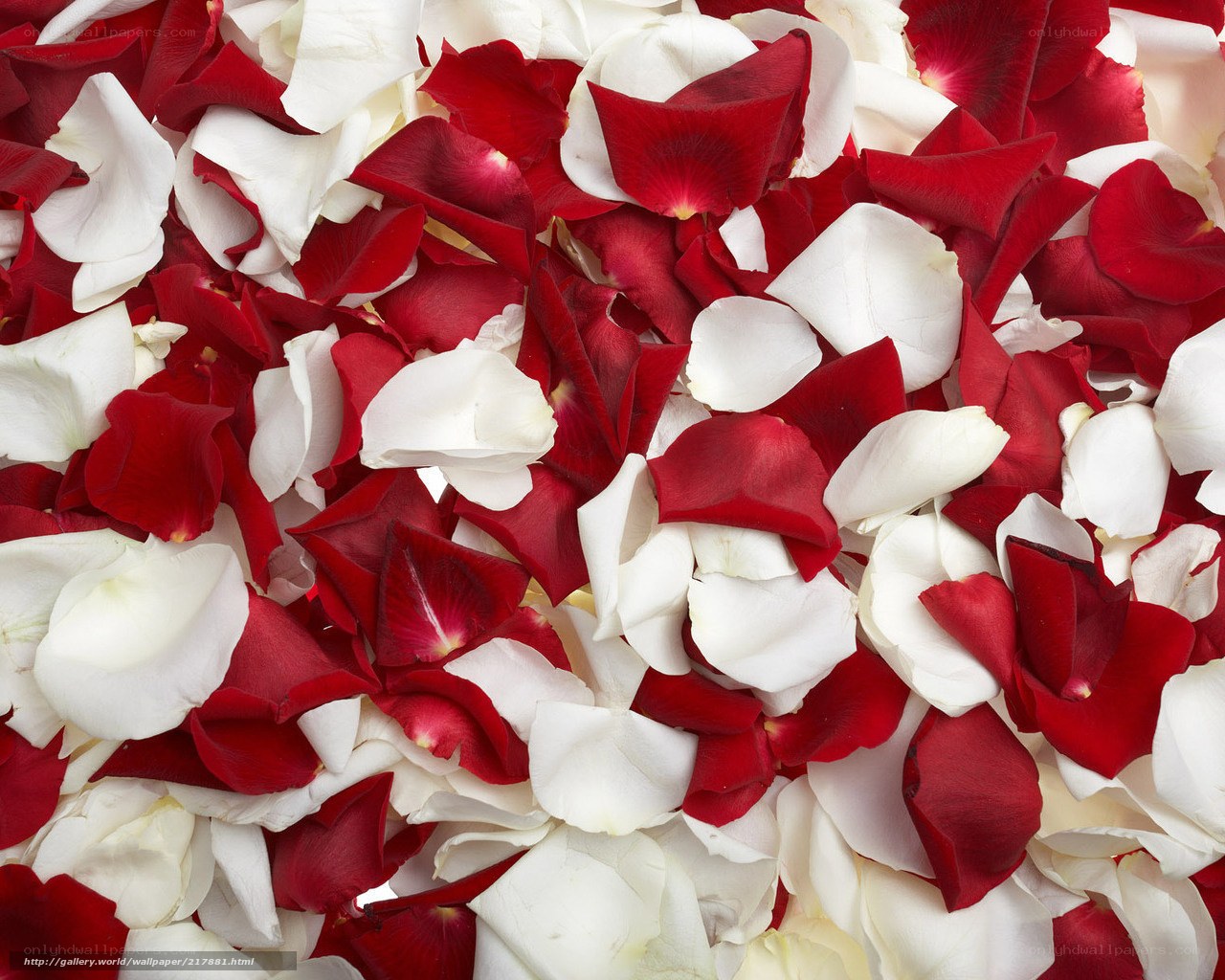 red and white rose petals