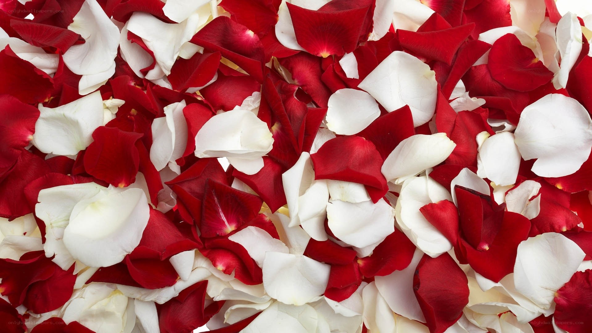 red and white rose petals