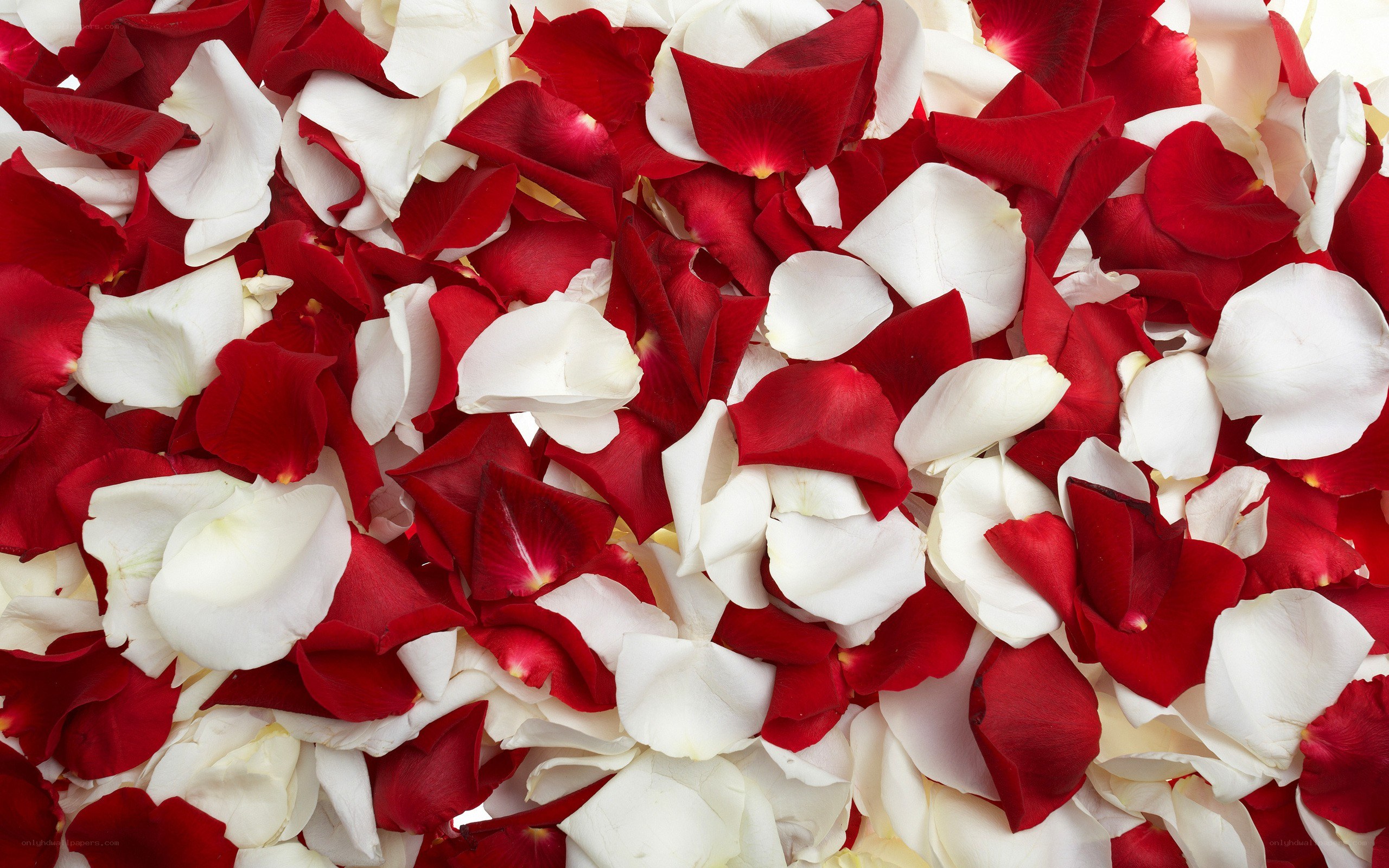 red and white rose petals