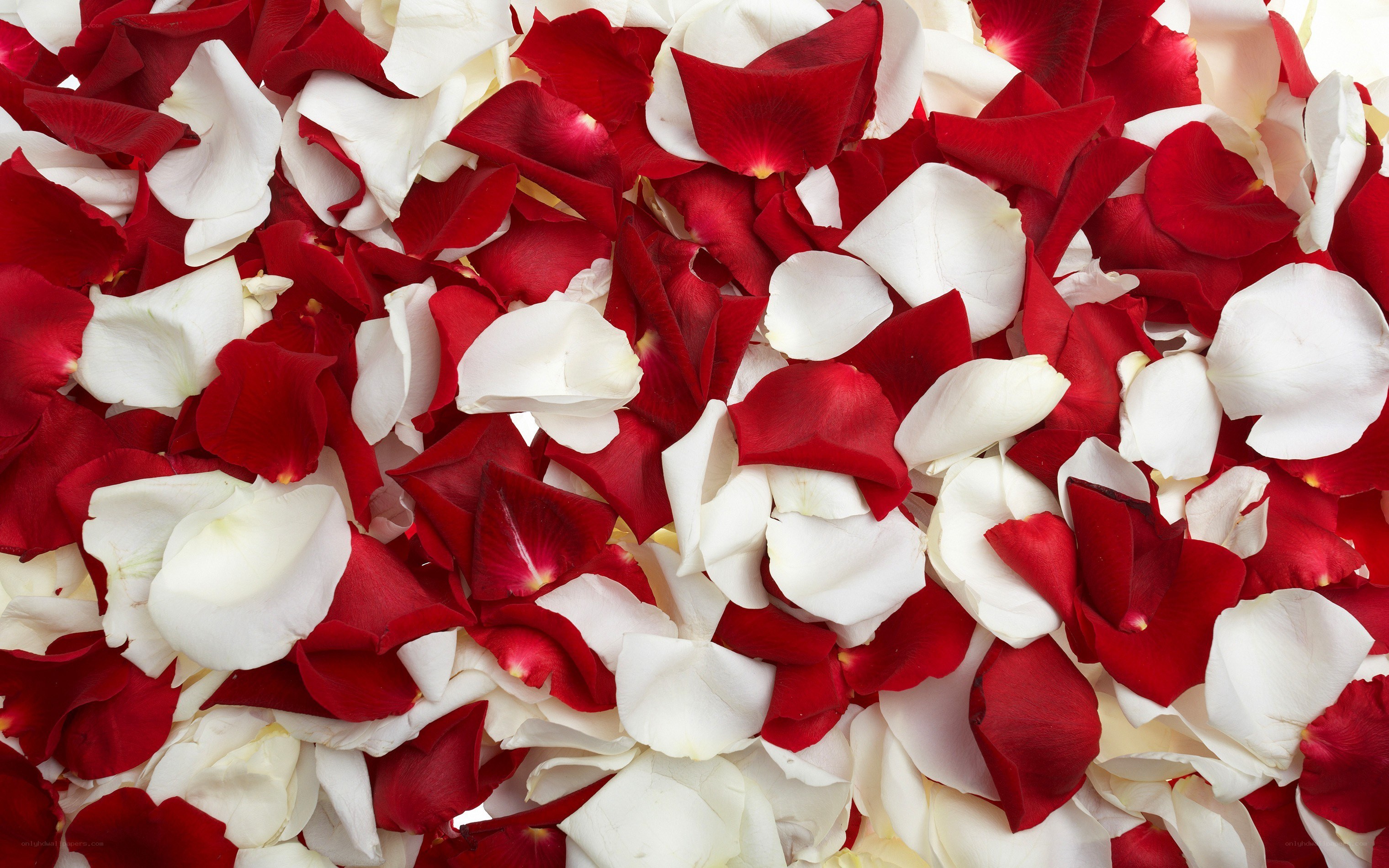 red and white rose petals