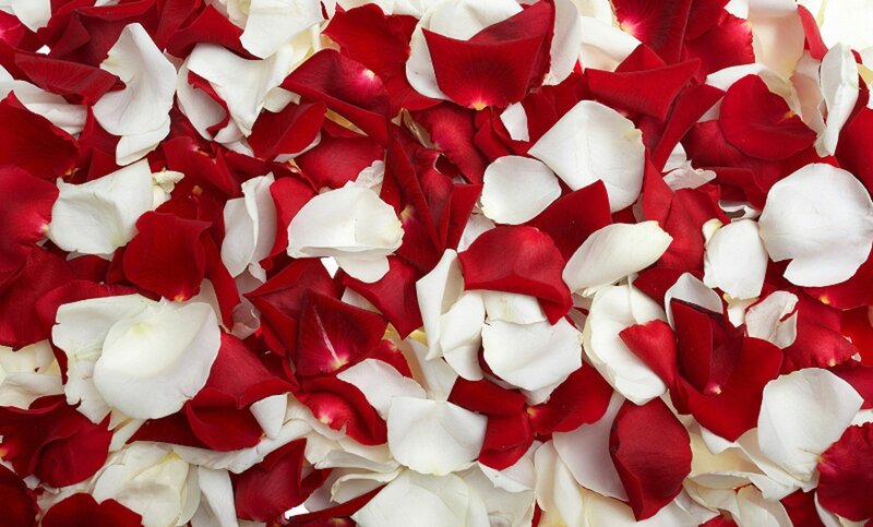 Red and White Rose Petals — Calm