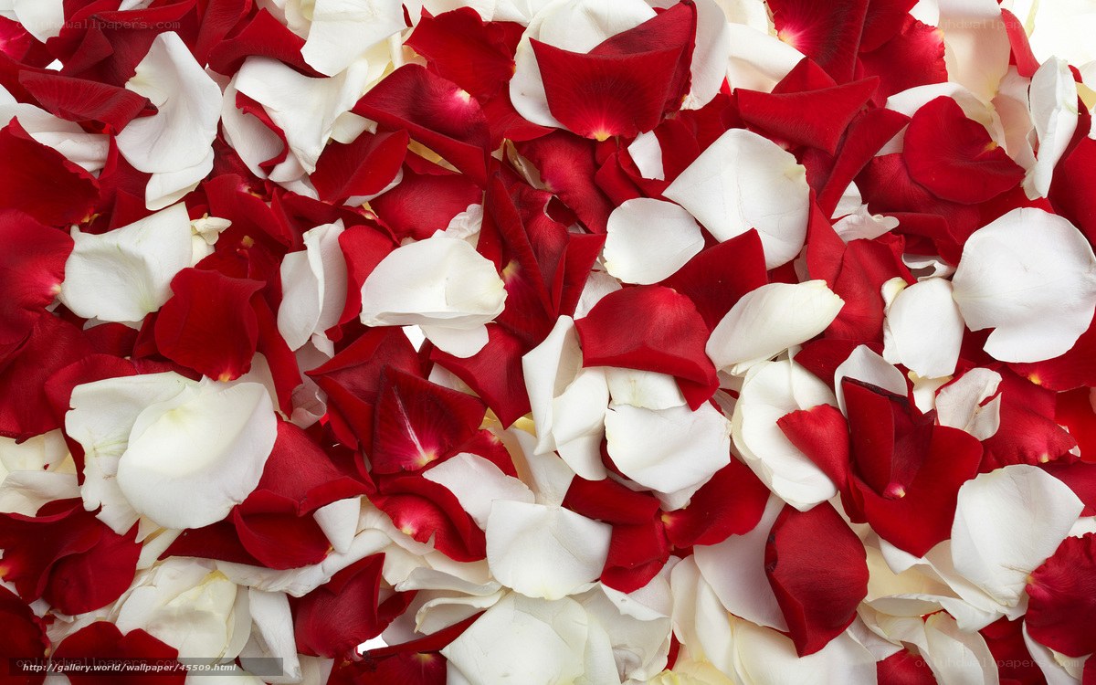 red and white rose petals