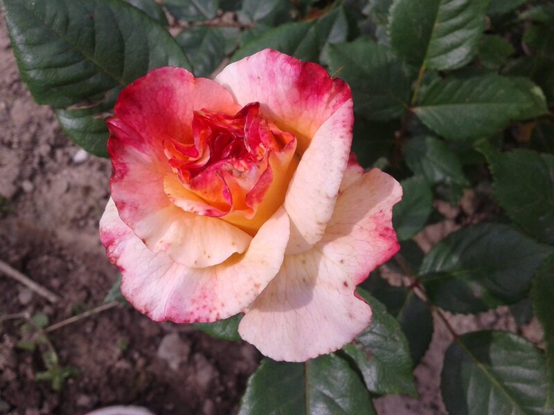 Red and White Rose — Pink, Calm