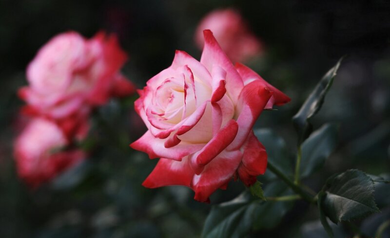 Red and White Rose — Pink, Serene, Photograph