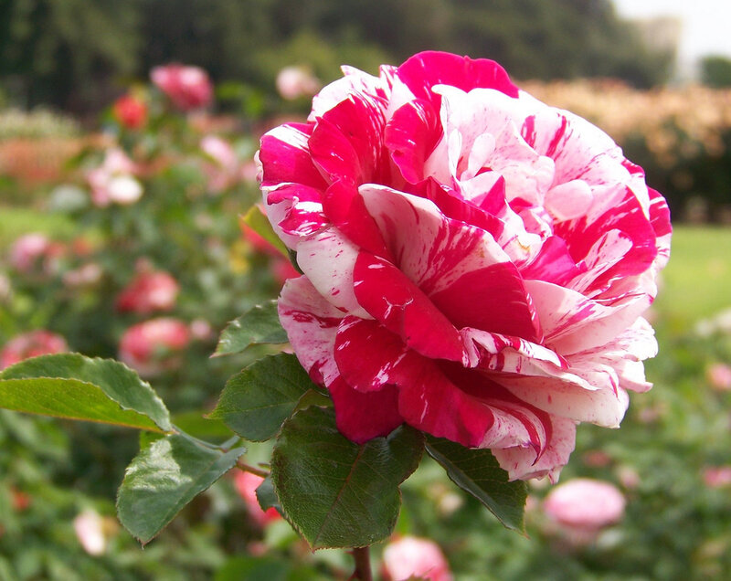 Red and White Rose — Pink, Serene
