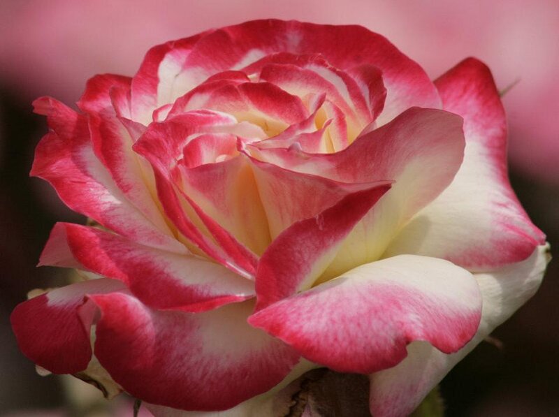 Red and White Rose — Pink